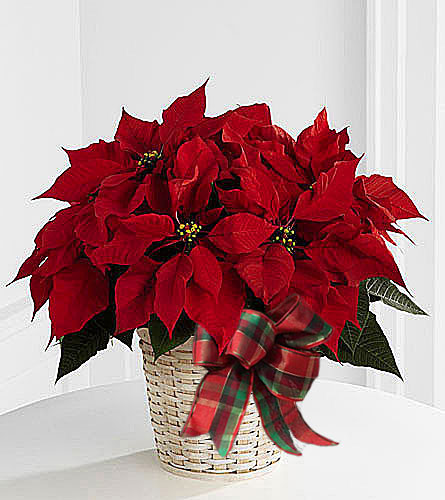 Red Poinsettia Basket - 6 pot size with plaid bow