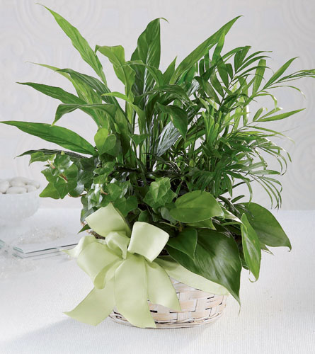 Woodland Greens Basket