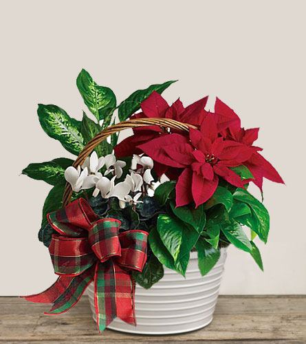 Holiday Homecoming in White Planter